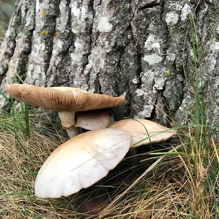 Casa Marian Villanúa