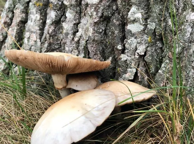 Casa Marian Villanua